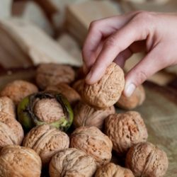 Walnut,Nuts,-,Big,Size,Kernels,On,Human,Hands,,Healthy Walnut,Nuts,-,Big,Size,Kernels,On,Human,Hands,,Healthy